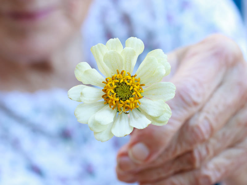 Mãos de uma senhora idosa segurando uma flor branca
